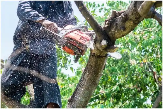 tree services Kennewick